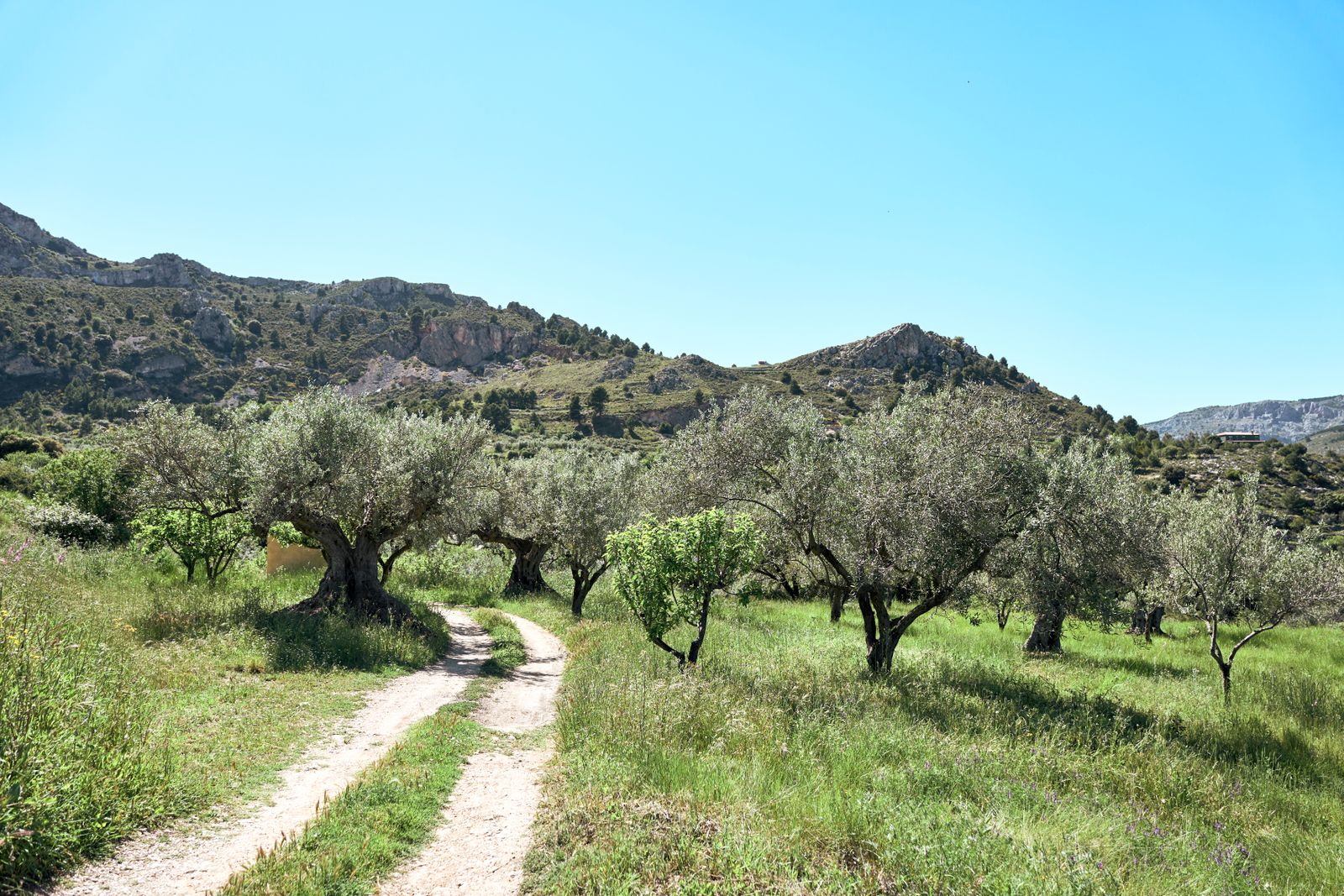 Mature olive trees beside a winding path in a sunlit Mediterranean orchard